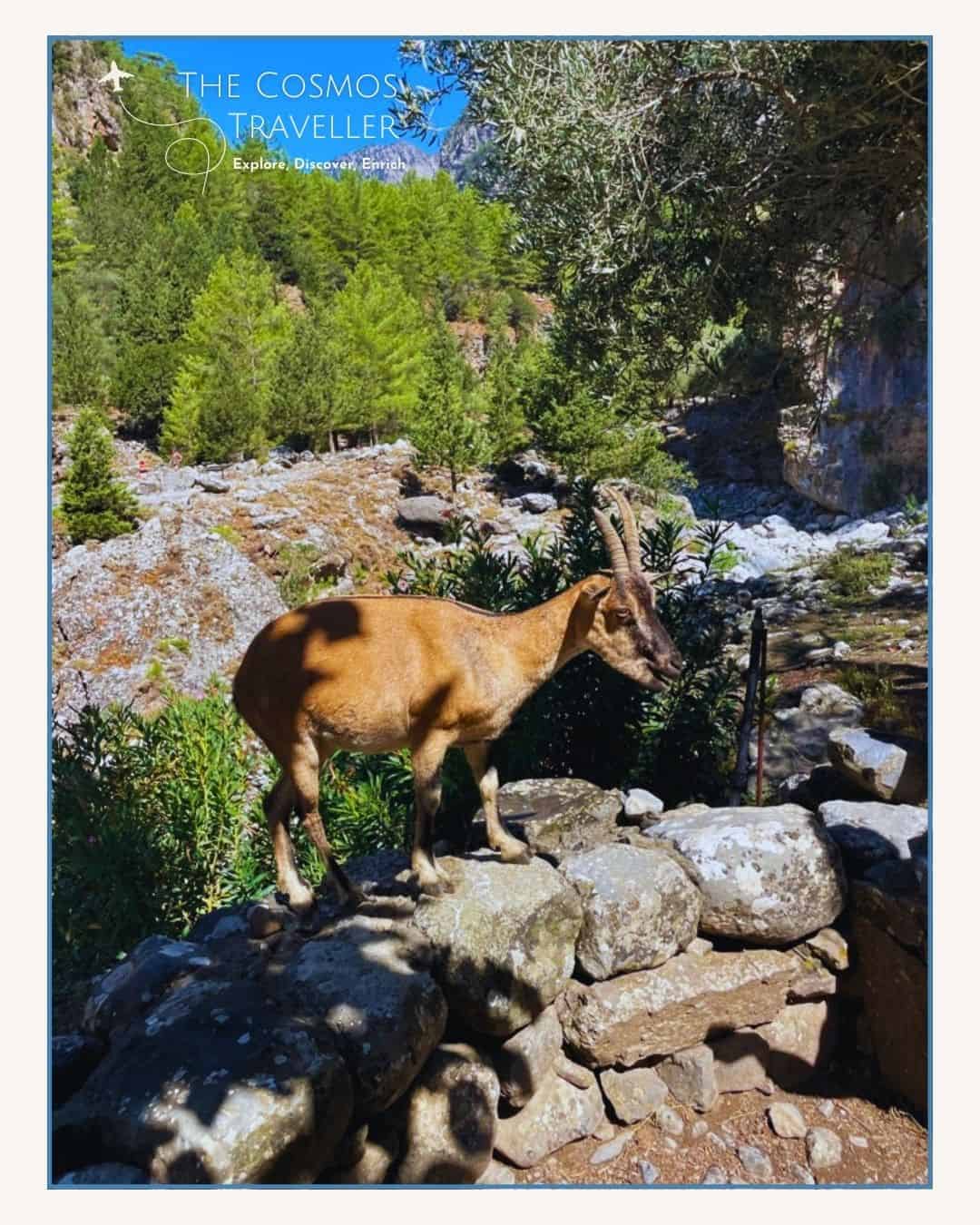 A rare kri-kri goat spotted near the village of Samaria in the Samaria Gorge.