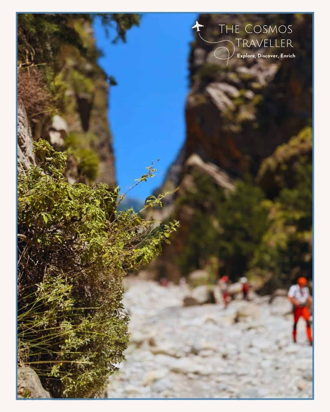 Native plant life growing along the Samaria Gorge trail in Crete.