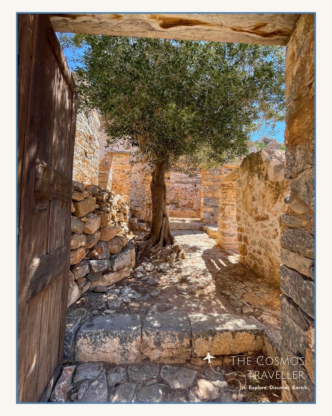 Twisting olive tree growing in the rocky ground of Spinalonga Island