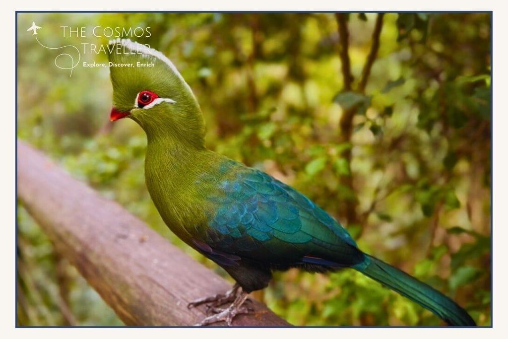 Birds of Eden free-flight aviary in Plettenberg Bay on the Garden Route