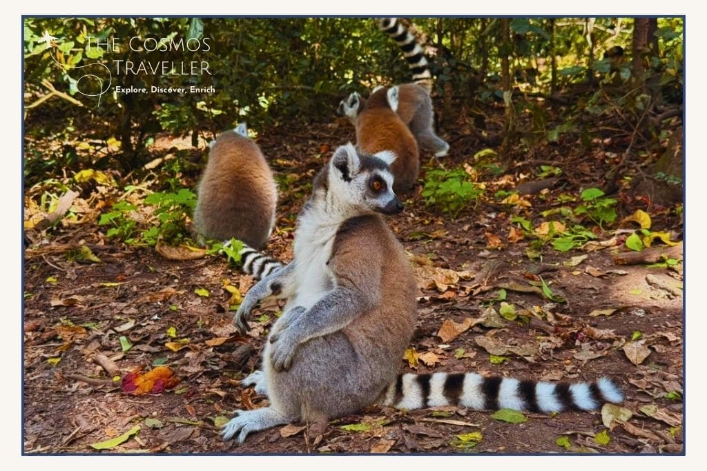 Monkeyland primate sanctuary in Plettenberg Bay with free-roaming lemurs.