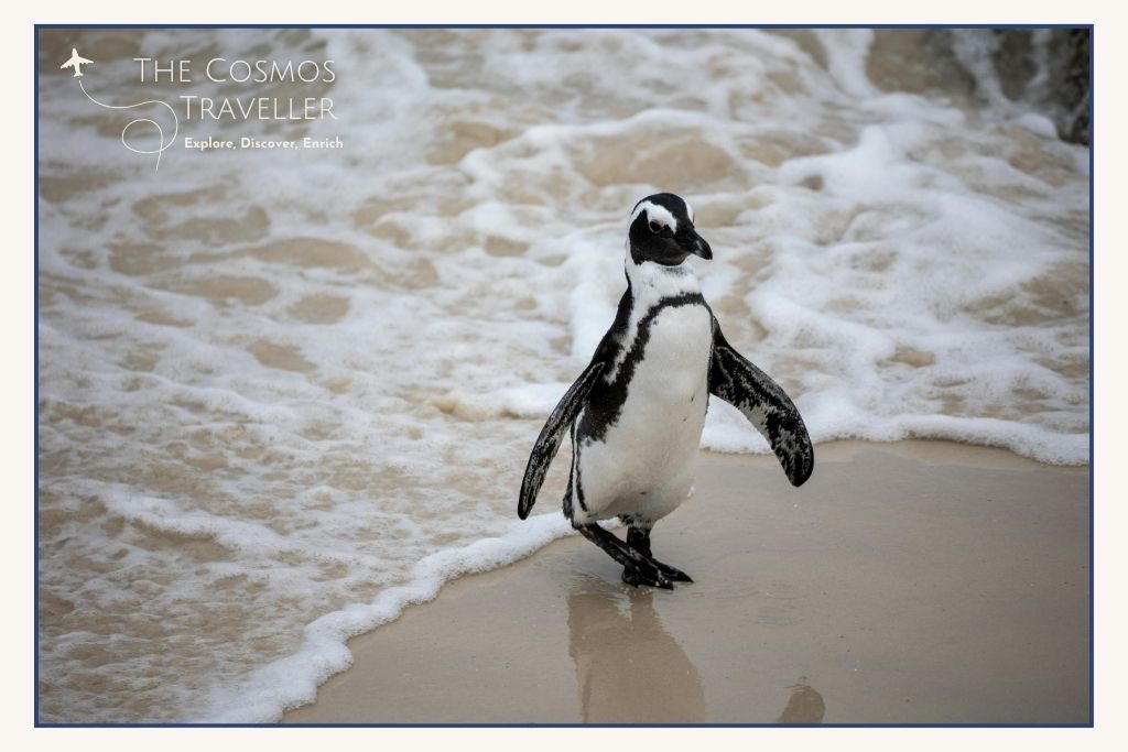 African penguin at Boulders Beach near Simon’s Town, Cape Town